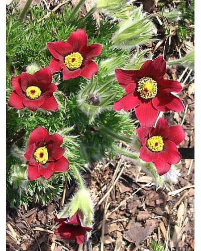 Простріл звичайний Блау Глоук /сон-трава бордова | Pulsatilla vulgaris Blaue Glocke | Прострел обыкновенный Блау Глоук /сон-трава бордовая