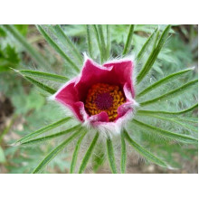 Простріл звичайний Блау Глоук /сон-трава бордова | Pulsatilla vulgaris Blaue Glocke | Прострел обыкновенный Блау Глоук /сон-трава бордовая