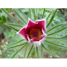Простріл звичайний Блау Глоук /сон-трава бордова | Pulsatilla vulgaris Blaue Glocke | Прострел обыкновенный Блау Глоук /сон-трава бордовая