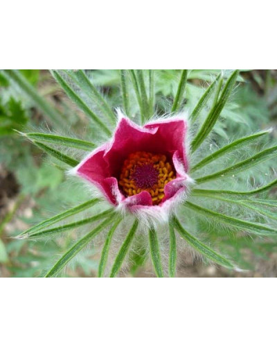 Простріл звичайний Блау Глоук /сон-трава бордова | Pulsatilla vulgaris Blaue Glocke | Прострел обыкновенный Блау Глоук /сон-трава бордовая
