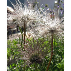 Простріл звичайний Блау Глоук /сон-трава бордова | Pulsatilla vulgaris Blaue Glocke | Прострел обыкновенный Блау Глоук /сон-трава бордовая