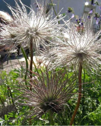 Простріл звичайний Блау Глоук /сон-трава бордова | Pulsatilla vulgaris Blaue Glocke | Прострел обыкновенный Блау Глоук /сон-трава бордовая