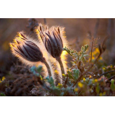 Простріл звичайний Блау Глоук /сон-трава бордова | Pulsatilla vulgaris Blaue Glocke | Прострел обыкновенный Блау Глоук /сон-трава бордовая