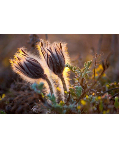 Простріл звичайний Блау Глоук /сон-трава бордова | Pulsatilla vulgaris Blaue Glocke | Прострел обыкновенный Блау Глоук /сон-трава бордовая