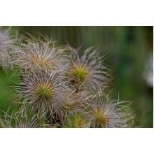 Простріл звичайний Блау Глоук /сон-трава бордова | Pulsatilla vulgaris Blaue Glocke | Прострел обыкновенный Блау Глоук /сон-трава бордовая