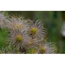 Простріл звичайний Блау Глоук /сон-трава бордова | Pulsatilla vulgaris Blaue Glocke | Прострел обыкновенный Блау Глоук /сон-трава бордовая