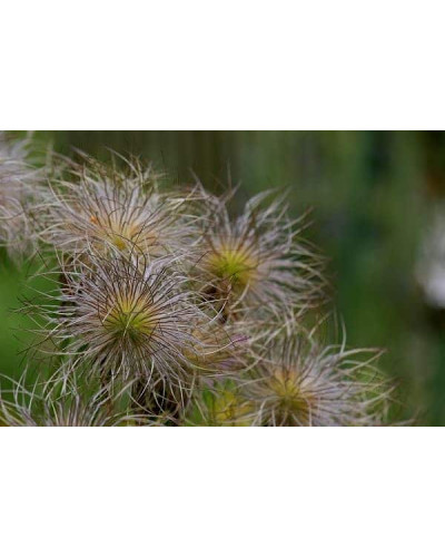 Простріл звичайний Блау Глоук /сон-трава бордова | Pulsatilla vulgaris Blaue Glocke | Прострел обыкновенный Блау Глоук /сон-трава бордовая