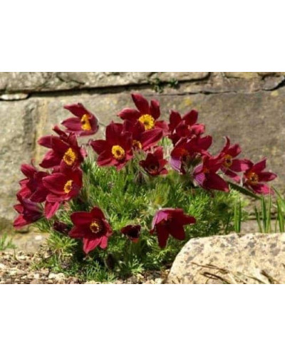 Простріл звичайний Блау Глоук /сон-трава бордова | Pulsatilla vulgaris Blaue Glocke | Прострел обыкновенный Блау Глоук /сон-трава бордовая