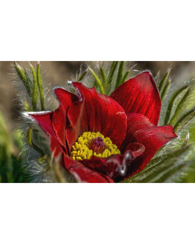 Простріл звичайний Блау Глоук /сон-трава бордова | Pulsatilla vulgaris Blaue Glocke | Прострел обыкновенный Блау Глоук /сон-трава бордовая