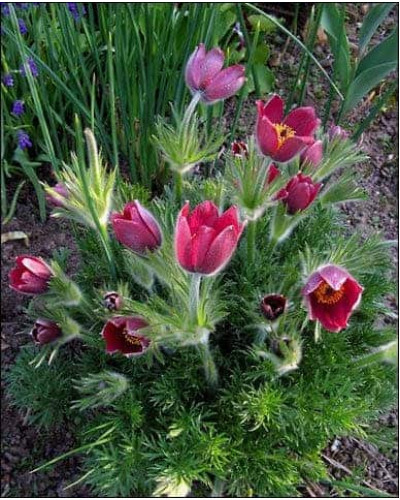 Простріл звичайний Блау Глоук /сон-трава бордова | Pulsatilla vulgaris Blaue Glocke | Прострел обыкновенный Блау Глоук /сон-трава бордовая