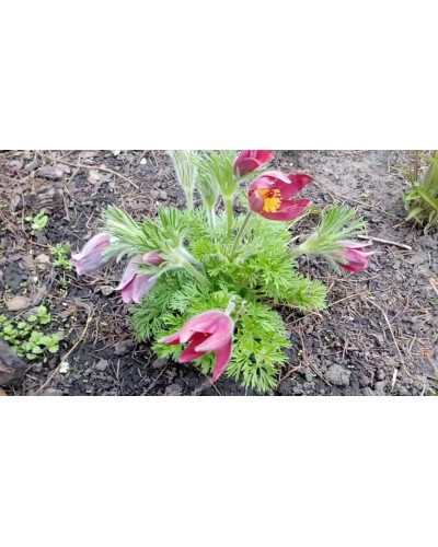 Простріл звичайний Блау Глоук /сон-трава бордова | Pulsatilla vulgaris Blaue Glocke | Прострел обыкновенный Блау Глоук /сон-трава бордовая
