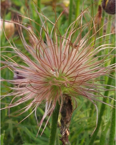Простріл звичайний Блау Глоук /сон-трава бордова | Pulsatilla vulgaris Blaue Glocke | Прострел обыкновенный Блау Глоук /сон-трава бордовая
