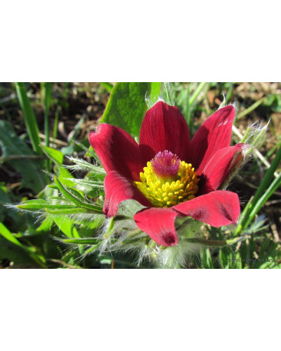 Простріл звичайний Блау Глоук /сон-трава бордова | Pulsatilla vulgaris Blaue Glocke | Прострел обыкновенный Блау Глоук /сон-трава бордовая