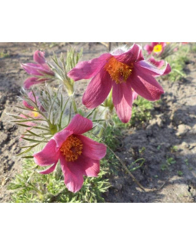 Простріл звичайний Блау Глоук /сон-трава бордова | Pulsatilla vulgaris Blaue Glocke | Прострел обыкновенный Блау Глоук /сон-трава бордовая