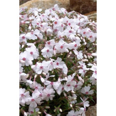 Флокс шилоподібний Амазін Грейс | Phlox subulata Amazing Grace | Флокс шиловидный Амазин Грейс