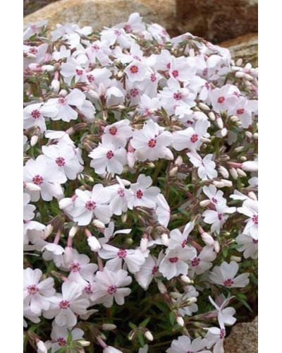 Флокс шилоподібний Амазін Грейс | Phlox subulata Amazing Grace | Флокс шиловидный Амазин Грейс