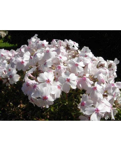 Флокс шилоподібний Амазін Грейс | Phlox subulata Amazing Grace | Флокс шиловидный Амазин Грейс