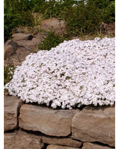 Флокс шилоподібний Амазін Грейс | Phlox subulata Amazing Grace | Флокс шиловидный Амазин Грейс
