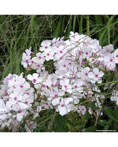 Флокс шилоподібний Амазін Грейс | Phlox subulata Amazing Grace | Флокс шиловидный Амазин Грейс