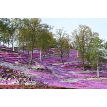 Флокс шилоподібний Амазін Грейс | Phlox subulata Amazing Grace | Флокс шиловидный Амазин Грейс