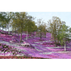Флокс шилоподібний Амазін Грейс | Phlox subulata Amazing Grace | Флокс шиловидный Амазин Грейс