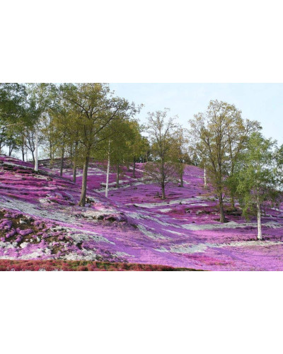 Флокс шилоподібний Амазін Грейс | Phlox subulata Amazing Grace | Флокс шиловидный Амазин Грейс
