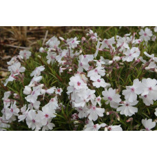 Флокс шилоподібний Амазін Грейс | Phlox subulata Amazing Grace | Флокс шиловидный Амазин Грейс