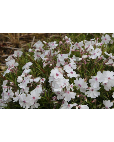 Флокс шилоподібний Амазін Грейс | Phlox subulata Amazing Grace | Флокс шиловидный Амазин Грейс