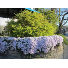 Флокс шилоподібний Амазін Грейс | Phlox subulata Amazing Grace | Флокс шиловидный Амазин Грейс