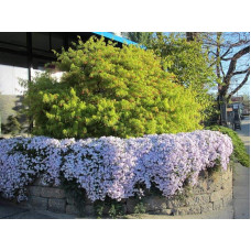 Флокс шилоподібний Амазін Грейс | Phlox subulata Amazing Grace | Флокс шиловидный Амазин Грейс