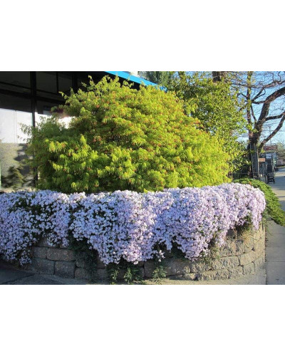 Флокс шилоподібний Амазін Грейс | Phlox subulata Amazing Grace | Флокс шиловидный Амазин Грейс