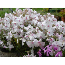 Флокс шилоподібний Амазін Грейс | Phlox subulata Amazing Grace | Флокс шиловидный Амазин Грейс