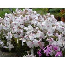 Флокс шилоподібний Амазін Грейс | Phlox subulata Amazing Grace | Флокс шиловидный Амазин Грейс