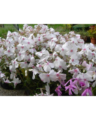 Флокс шилоподібний Амазін Грейс | Phlox subulata Amazing Grace | Флокс шиловидный Амазин Грейс