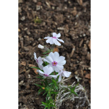 Флокс шилоподібний Амазін Грейс | Phlox subulata Amazing Grace | Флокс шиловидный Амазин Грейс