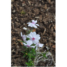 Флокс шилоподібний Амазін Грейс | Phlox subulata Amazing Grace | Флокс шиловидный Амазин Грейс