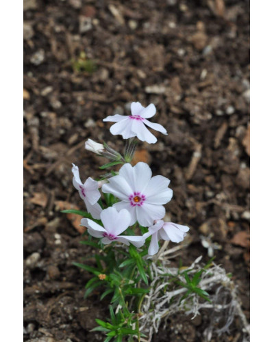 Флокс шилоподібний Амазін Грейс | Phlox subulata Amazing Grace | Флокс шиловидный Амазин Грейс