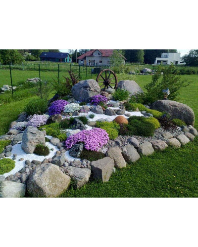 Флокс шилоподібний Амазін Грейс | Phlox subulata Amazing Grace | Флокс шиловидный Амазин Грейс