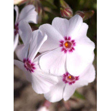 Флокс шилоподібний Амазін Грейс | Phlox subulata Amazing Grace | Флокс шиловидный Амазин Грейс
