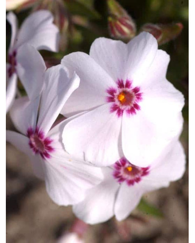 Флокс шилоподібний Амазін Грейс | Phlox subulata Amazing Grace | Флокс шиловидный Амазин Грейс