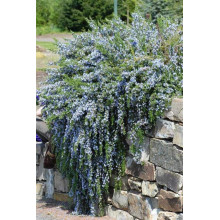 Розмарин лікарський | Розмарин лекарственный | Rosmarinus officinalis