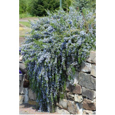Розмарин лікарський | Розмарин лекарственный | Rosmarinus officinalis