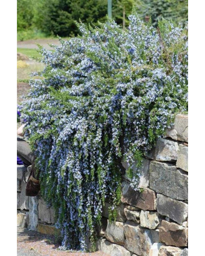 Розмарин лікарський | Розмарин лекарственный | Rosmarinus officinalis