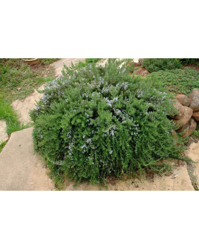 Розмарин лікарський | Розмарин лекарственный | Rosmarinus officinalis