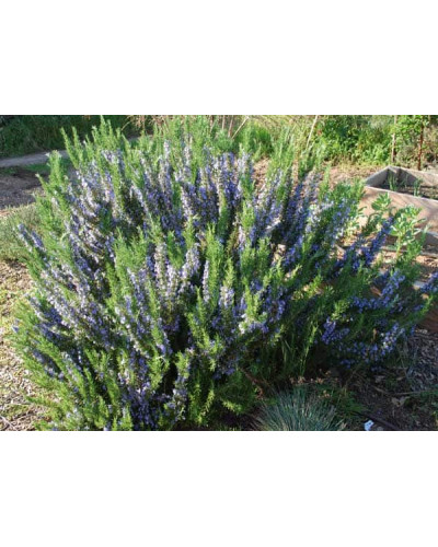 Розмарин лікарський | Розмарин лекарственный | Rosmarinus officinalis