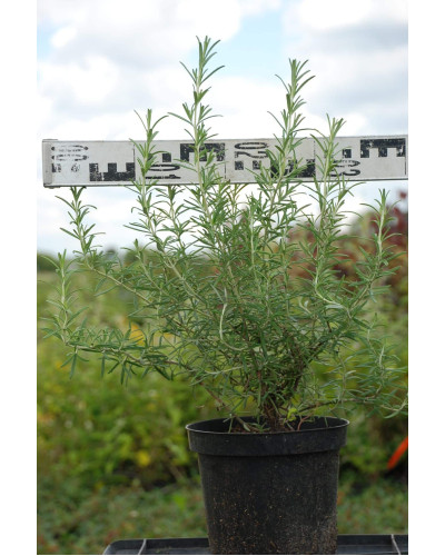 Розмарин лікарський | Розмарин лекарственный | Rosmarinus officinalis