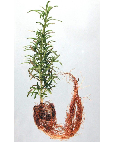Розмарин лікарський | Розмарин лекарственный | Rosmarinus officinalis