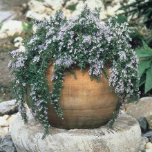 Розмарин лікарський | Розмарин лекарственный | Rosmarinus officinalis