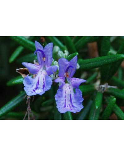 Розмарин лікарський | Розмарин лекарственный | Rosmarinus officinalis