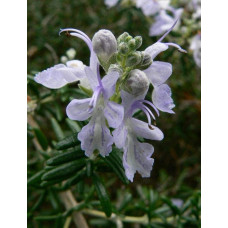 Розмарин лікарський | Розмарин лекарственный | Rosmarinus officinalis